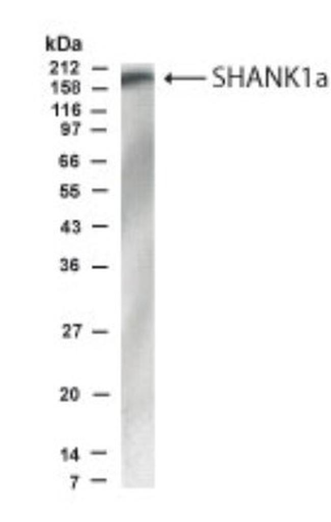 SHANK1 Antibody in Western Blot (WB)