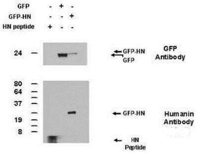 Humanin Antibody in Western Blot (WB)
