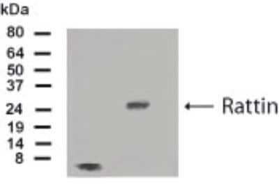 Rattin Antibody in Western Blot (WB)