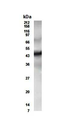 CUG-BP2 Antibody in Western Blot (WB)