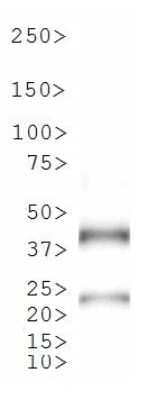 Tet Repressor Antibody in Western Blot (WB)