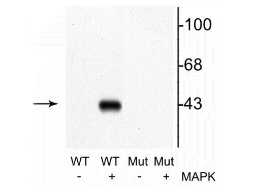 Phospho-MEK1 (Thr292) Antibody in Western Blot (WB)