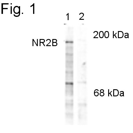 Phospho-NMDAR2A/NMDAR2B (Tyr1252) Antibody in Western Blot (WB)