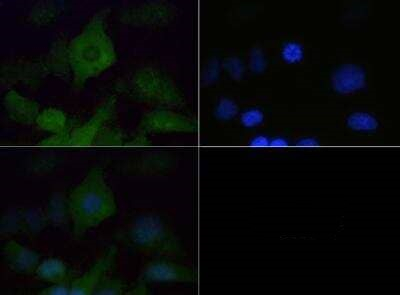 VPS34 Antibody in Immunocytochemistry (ICC/IF)