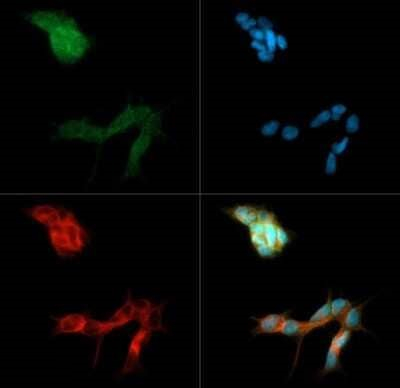 BAI1 Antibody in Immunocytochemistry (ICC/IF)