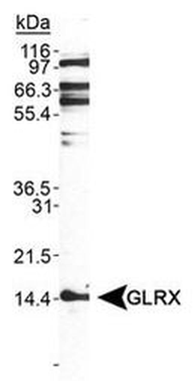 GLRX Antibody in Western Blot (WB)