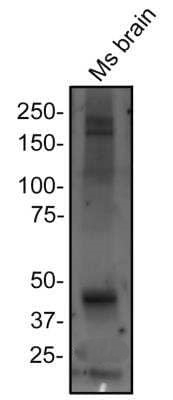 TRPML1 Antibody in Western Blot (WB)
