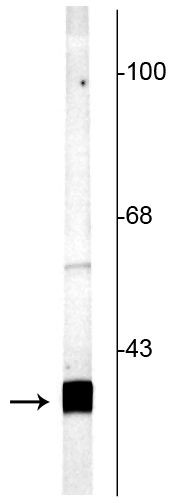 SNAP25 Antibody in Western Blot (WB)