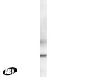 Phospho-PLK1 (Thr210) Antibody in Western Blot (WB)