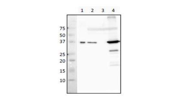 recA Antibody in Western Blot (WB)