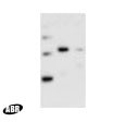 recA Antibody in Western Blot (WB)