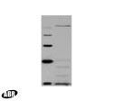TAF6p Antibody in Western Blot (WB)