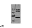 TAF11p Antibody in Western Blot (WB)