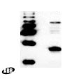 HIV1 p24 Antibody in Western Blot (WB)