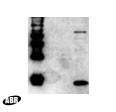 HIV1 p17 Antibody in Western Blot (WB)
