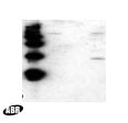 HIV1 nef Antibody in Western Blot (WB)