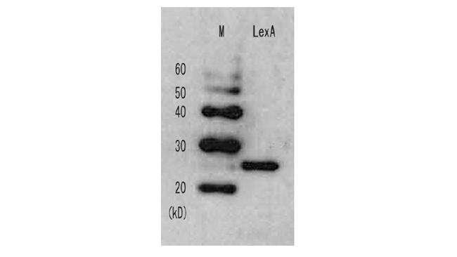 LexA Antibody in Western Blot (WB)
