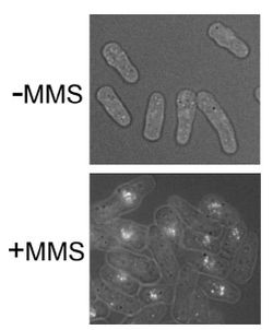 Rhp51 Antibody in Immunocytochemistry (ICC/IF)