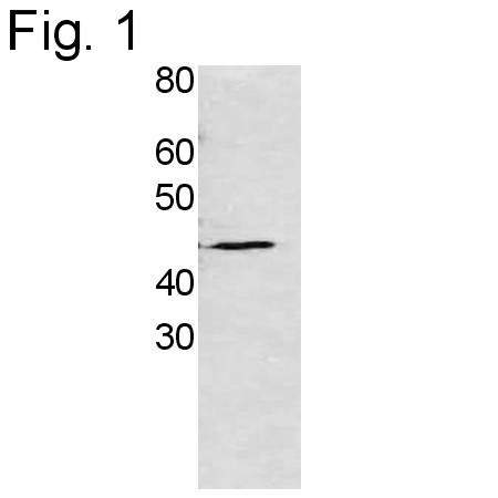 Rhp51 Antibody in Western Blot (WB)