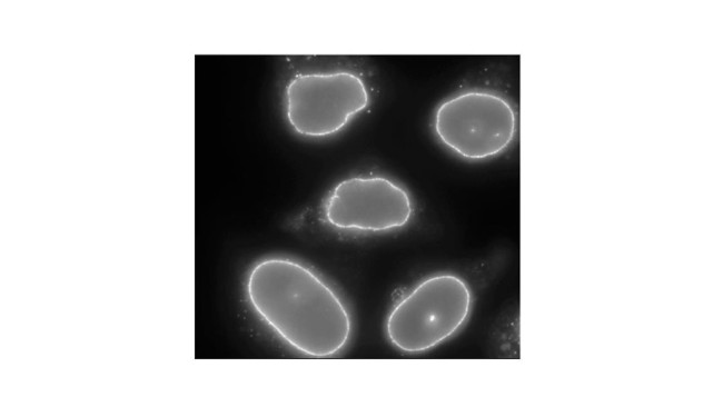 RANBP2 Antibody in Immunocytochemistry (ICC/IF)