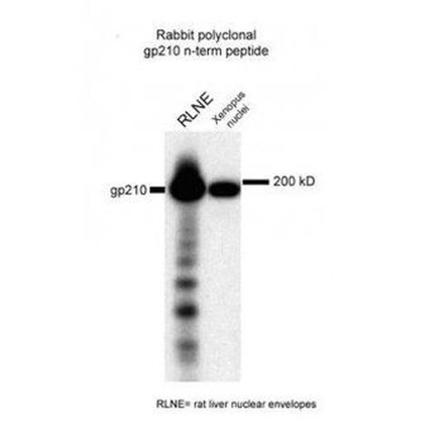 gp210 Antibody in Western Blot (WB)