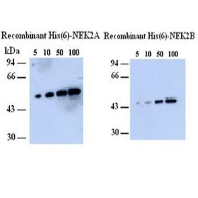 NEK2 Antibody in Western Blot (WB)