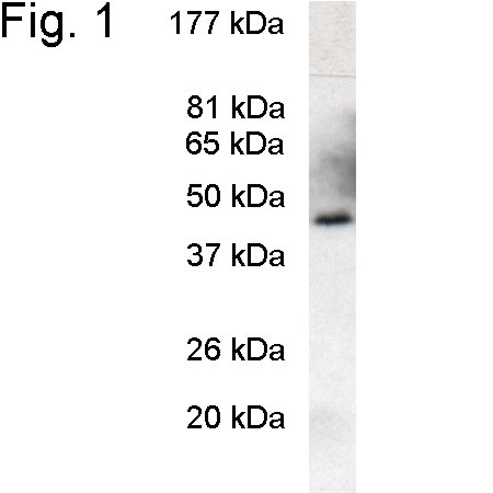 PREB Antibody in Western Blot (WB)