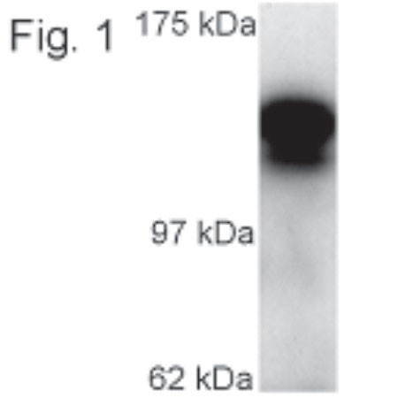 Kinesin 5C Antibody in Western Blot (WB)