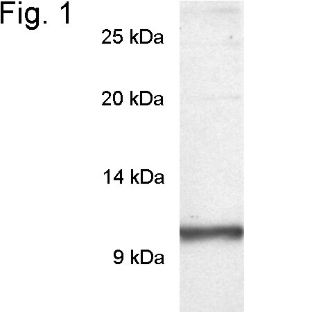 PDE6 gamma Antibody in Western Blot (WB)