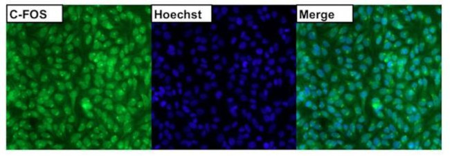 c-Fos Antibody in Immunocytochemistry (ICC/IF)