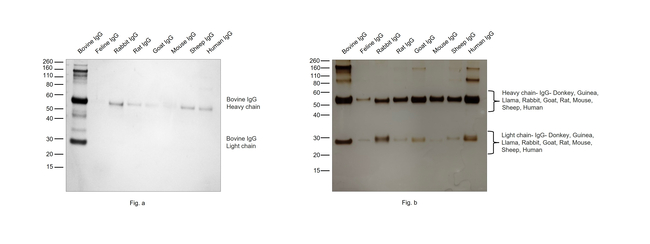 Bovine IgG (H+L) Secondary Antibody in Western Blot (WB)