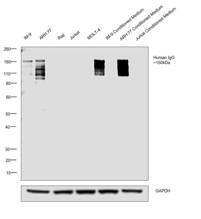 Human IgG Fc Secondary Antibody in Western Blot (WB)
