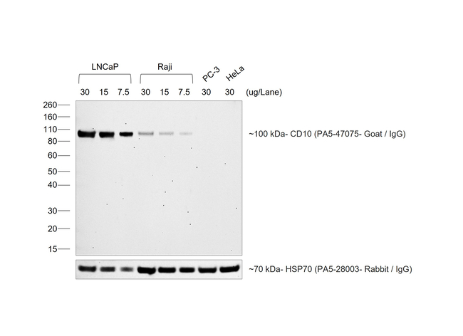Goat IgG (H+L) Cross-Adsorbed Secondary Antibody in Western Blot (WB)