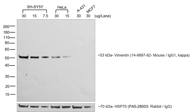 Mouse IgG1 Secondary Antibody in Western Blot (WB)