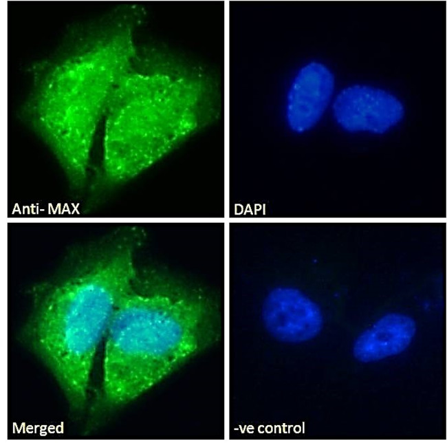 MAX Antibody in Immunocytochemistry (ICC/IF)