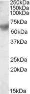 ERp57 Antibody in Western Blot (WB)