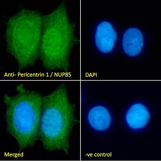 NUP85 Antibody in Immunocytochemistry (ICC/IF)