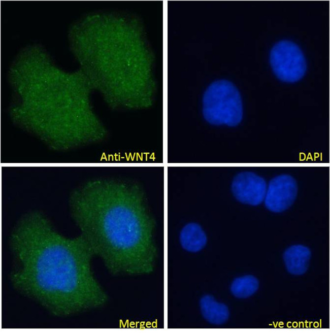 WNT4 Antibody in Immunocytochemistry (ICC/IF)