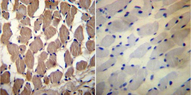 PMCA1 ATPase Antibody in Immunohistochemistry (Paraffin) (IHC (P))