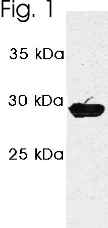 PSME3 Antibody in Western Blot (WB)