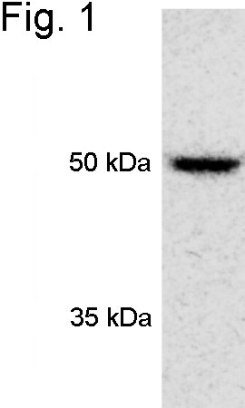PSMD4 Antibody in Western Blot (WB)