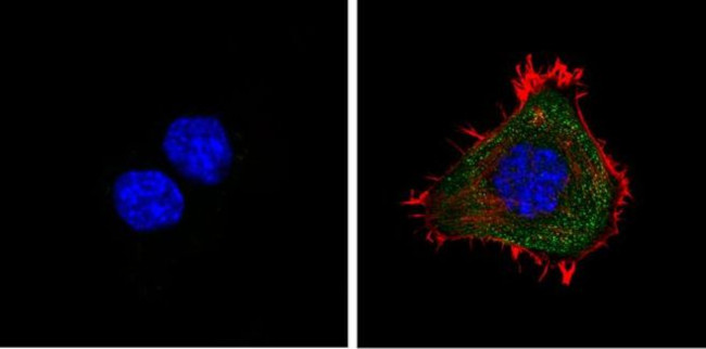 PSME2 Antibody in Immunocytochemistry (ICC/IF)
