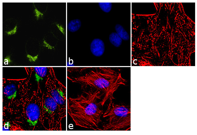 VDP Antibody in Immunocytochemistry (ICC/IF)