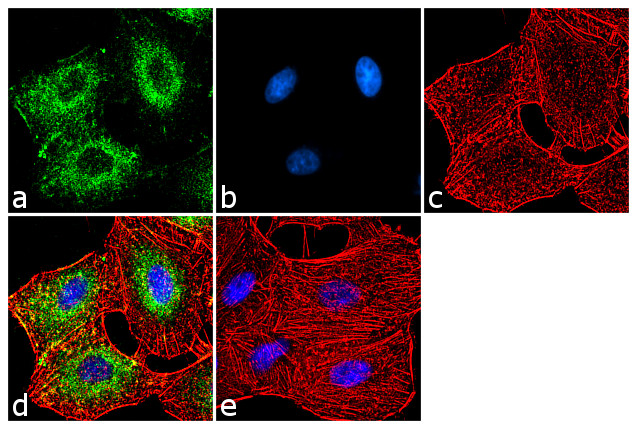 ADORA1 Antibody in Immunocytochemistry (ICC/IF)