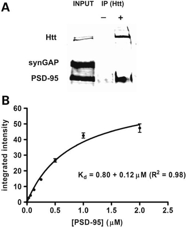SynGAP Antibody in Western Blot (WB)