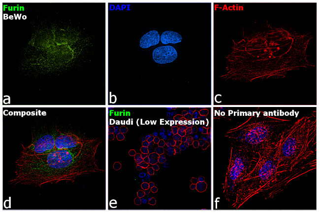 Furin Antibody in Immunocytochemistry (ICC/IF)