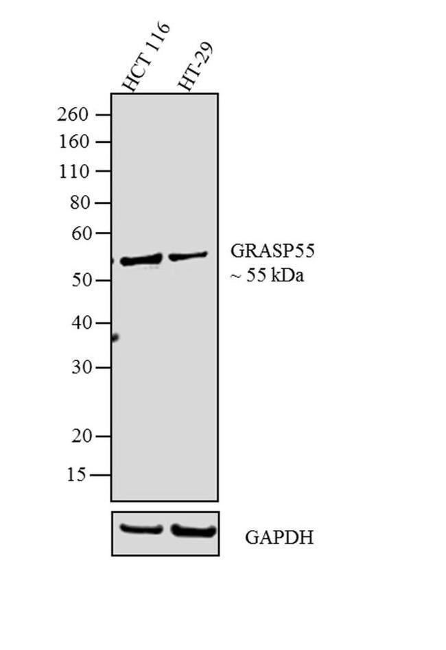 GRASP55 Antibody in Western Blot (WB)