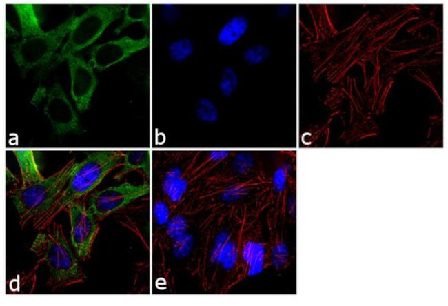 RANBP1 Antibody in Immunocytochemistry (ICC/IF)