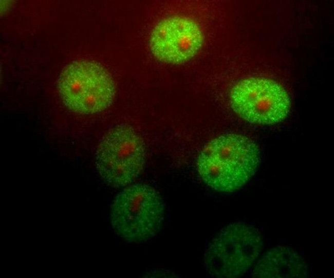 PIN1 Antibody in Immunocytochemistry (ICC/IF)