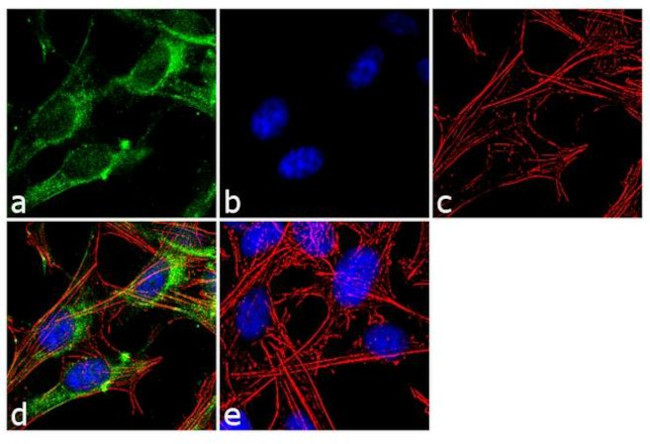 Syntaxin 1 Antibody in Immunocytochemistry (ICC/IF)
